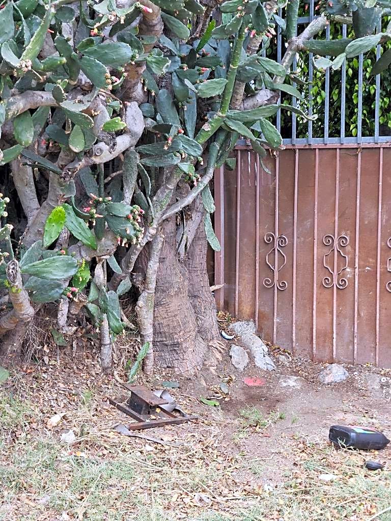 Image submitted with report