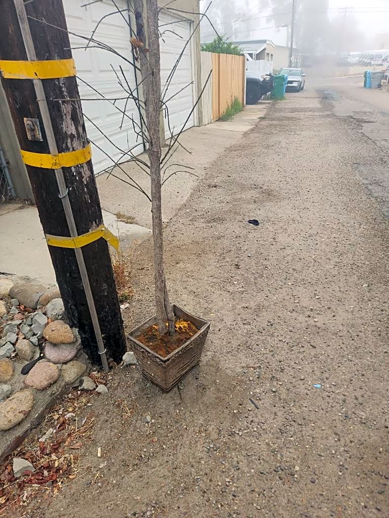 Image submitted with report
