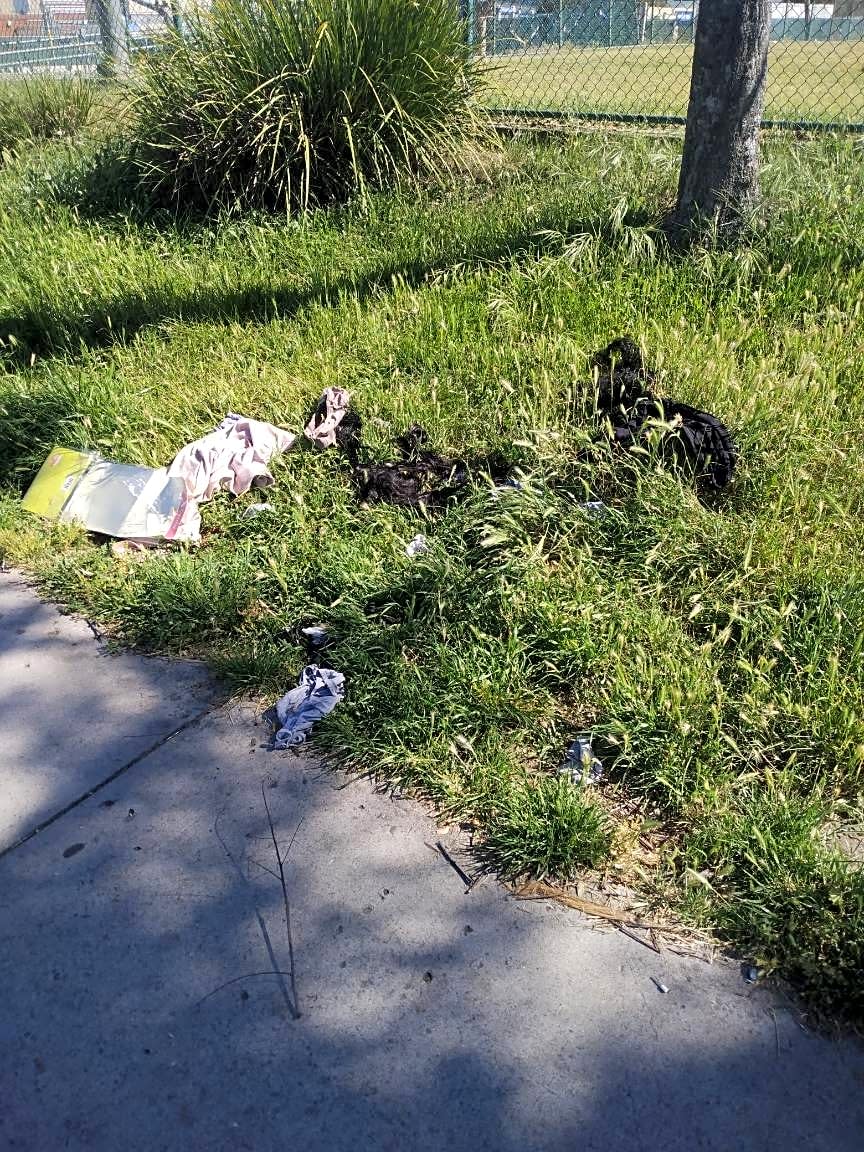 Image submitted with report