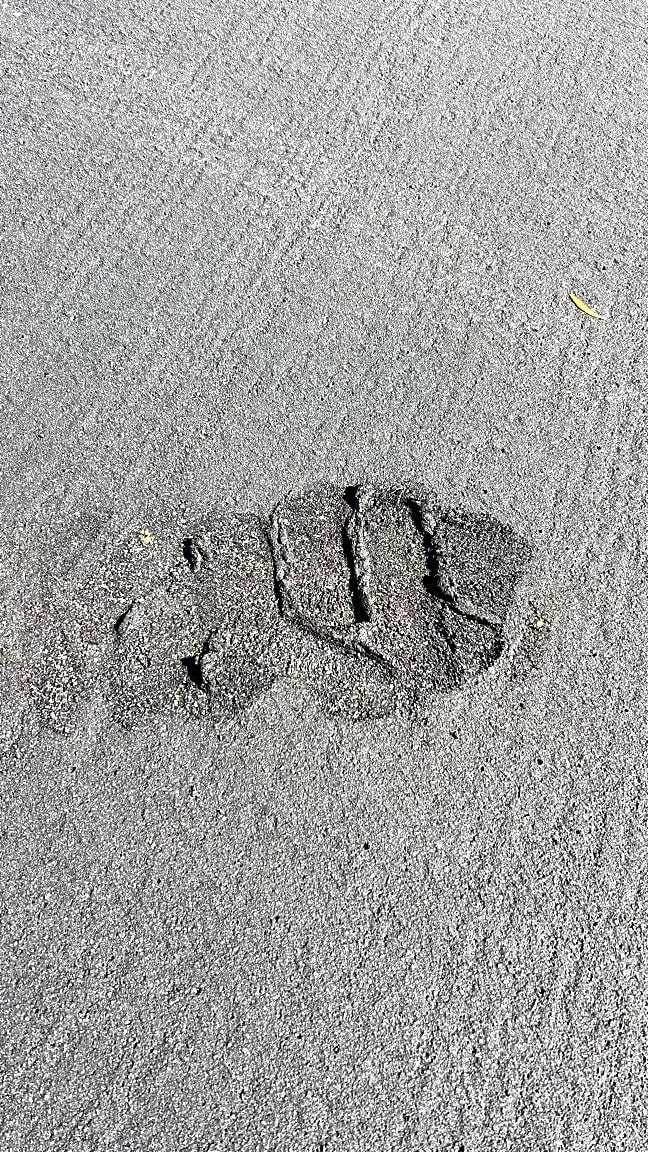 Image submitted with report