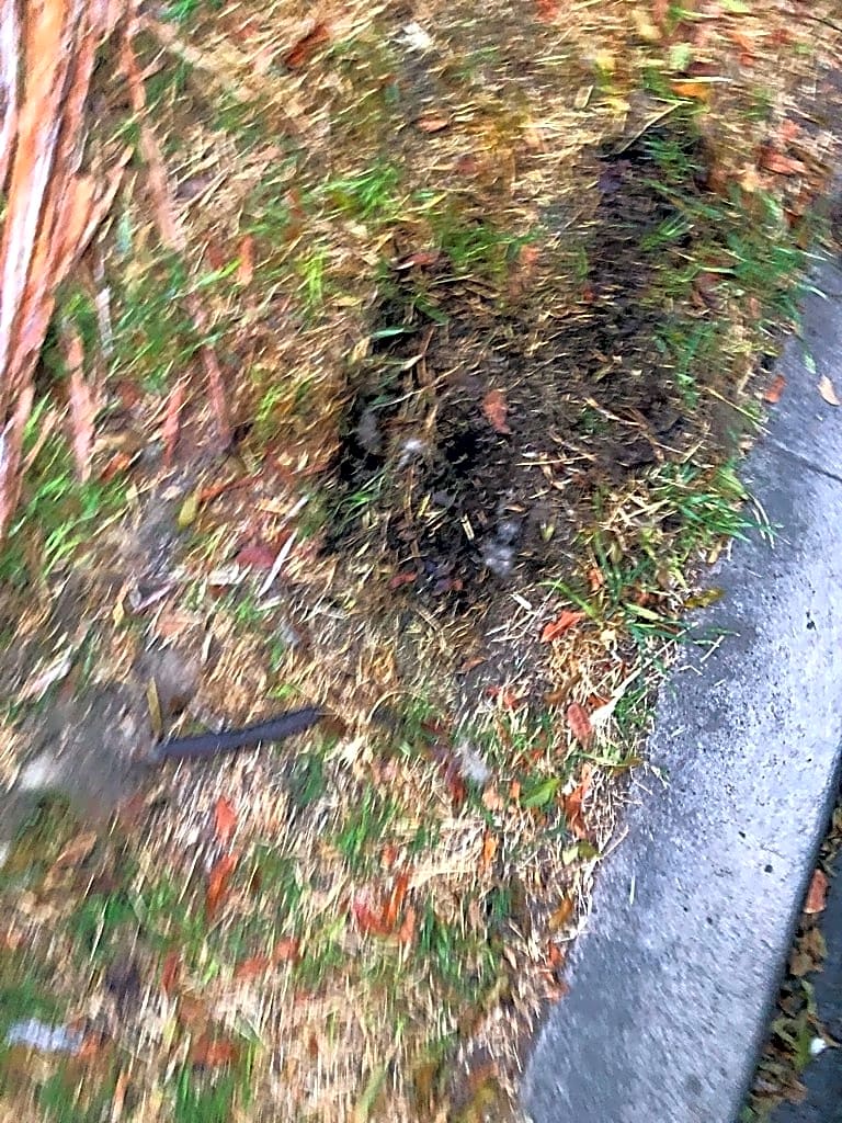 Image submitted with report