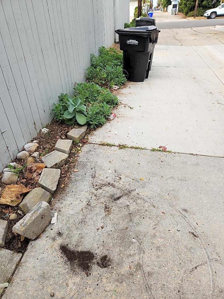 Image submitted with report