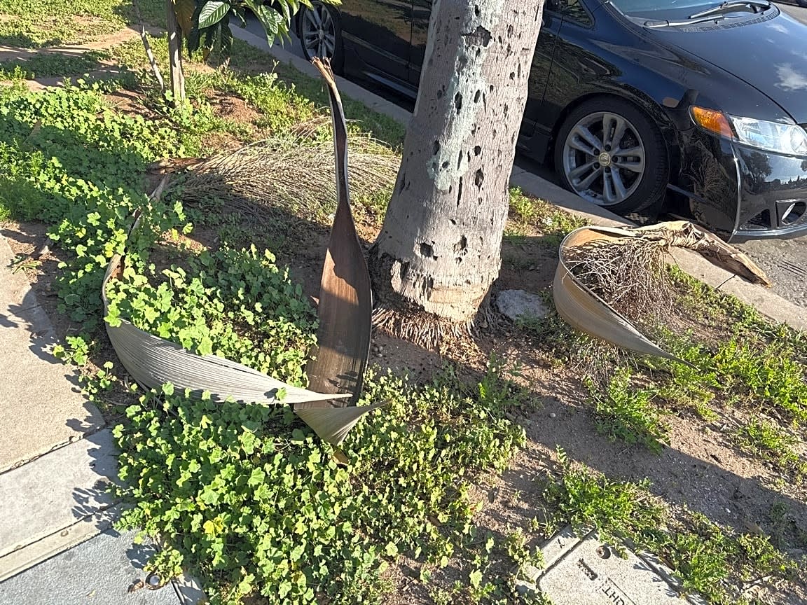 Image submitted with report