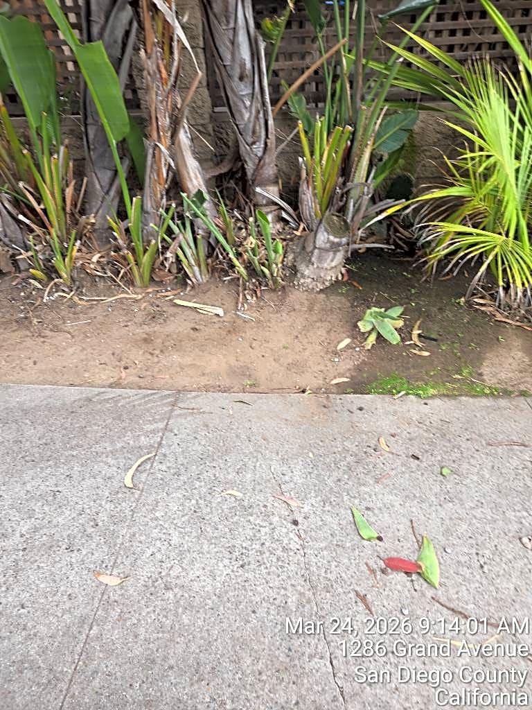 Image submitted with report