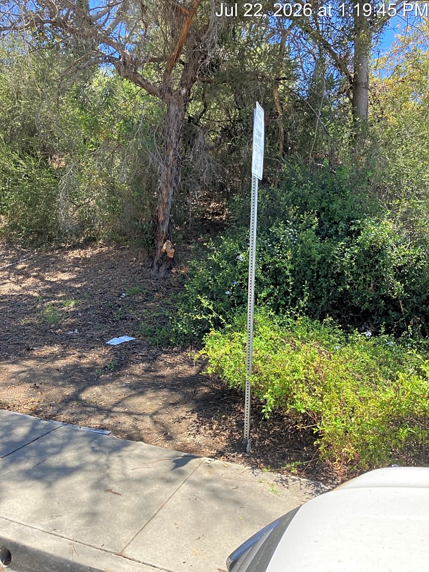 Image submitted with report