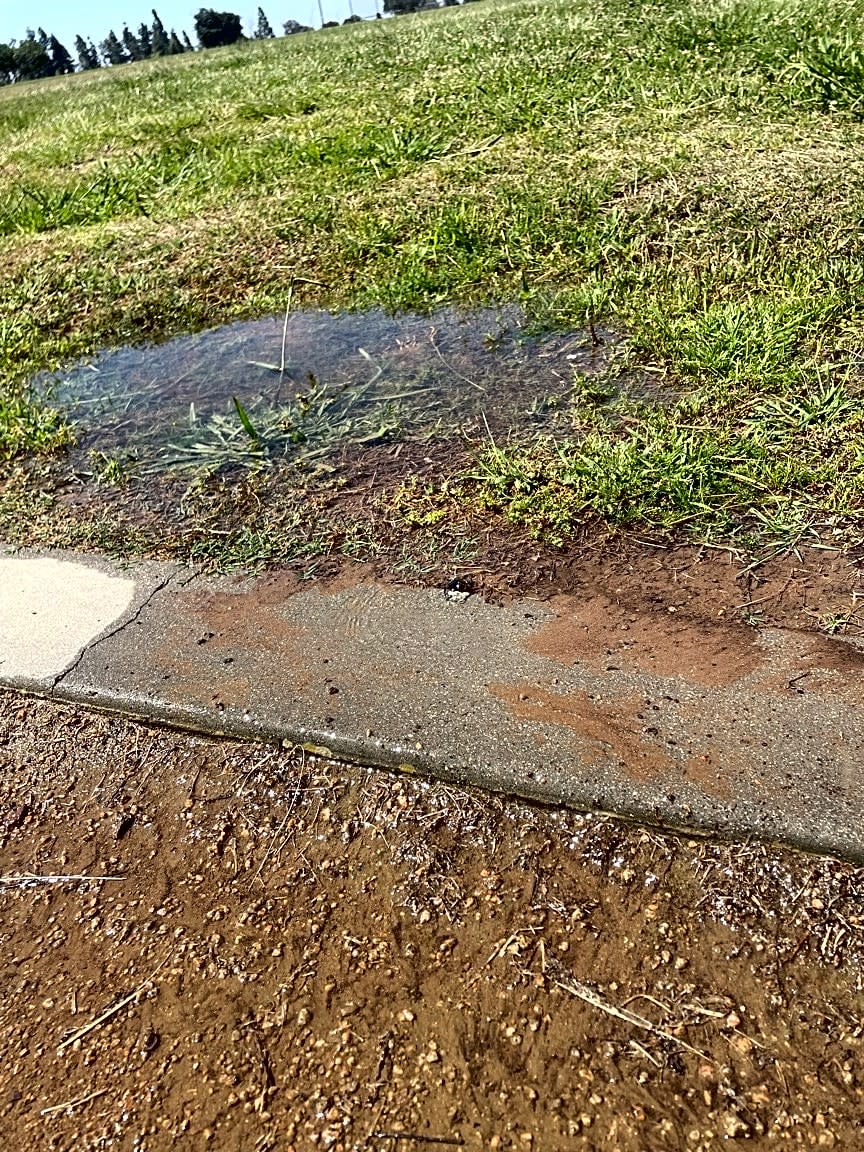 Image submitted with report