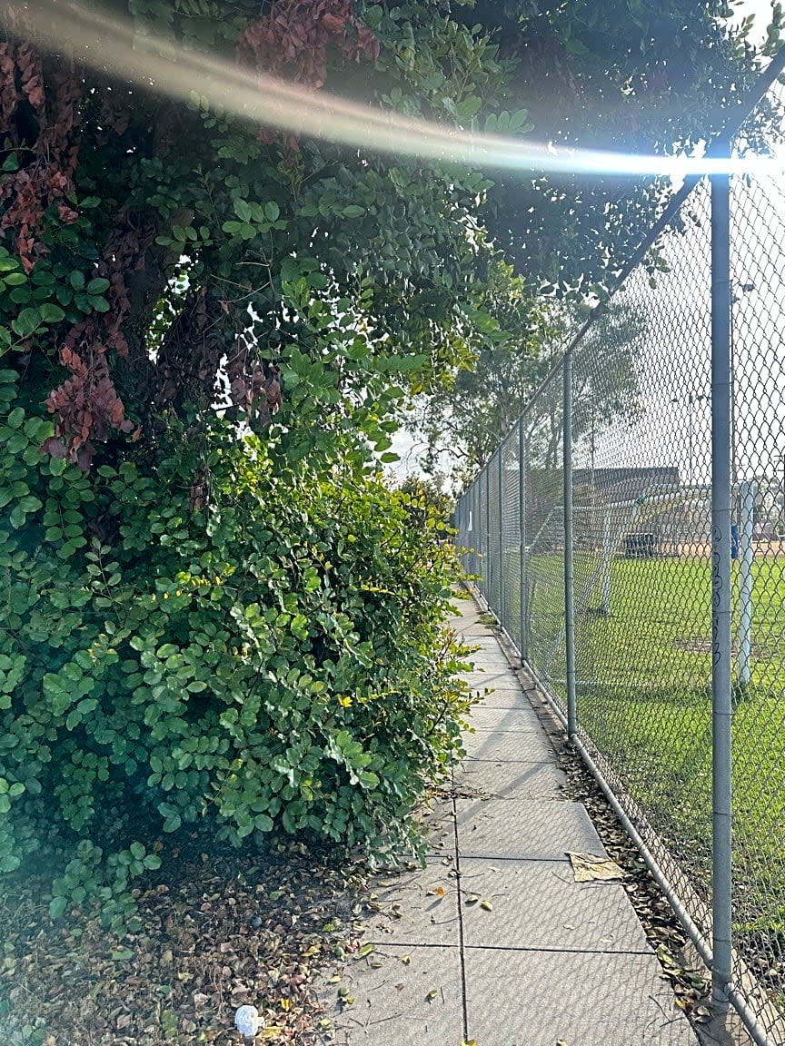 Image submitted with report
