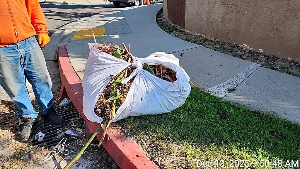 Image submitted with report