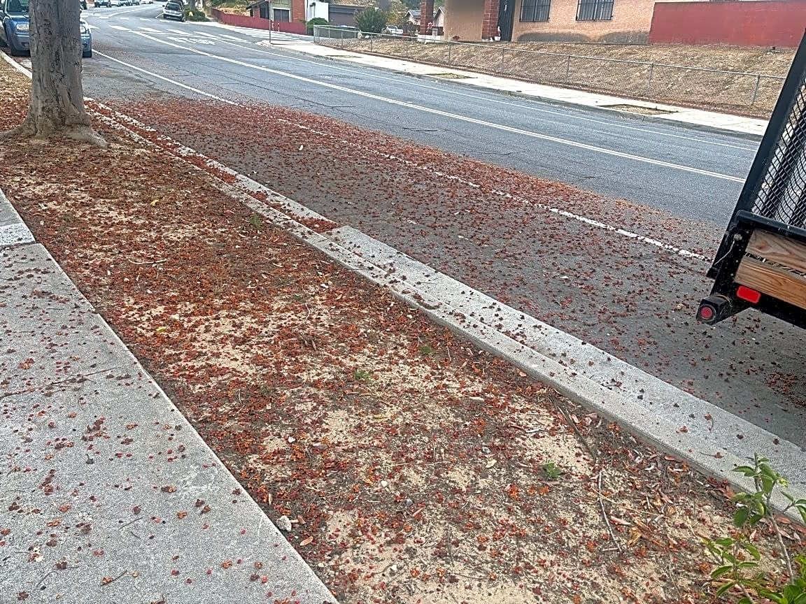 Image submitted with report