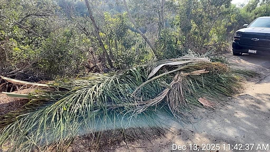 Image submitted with report